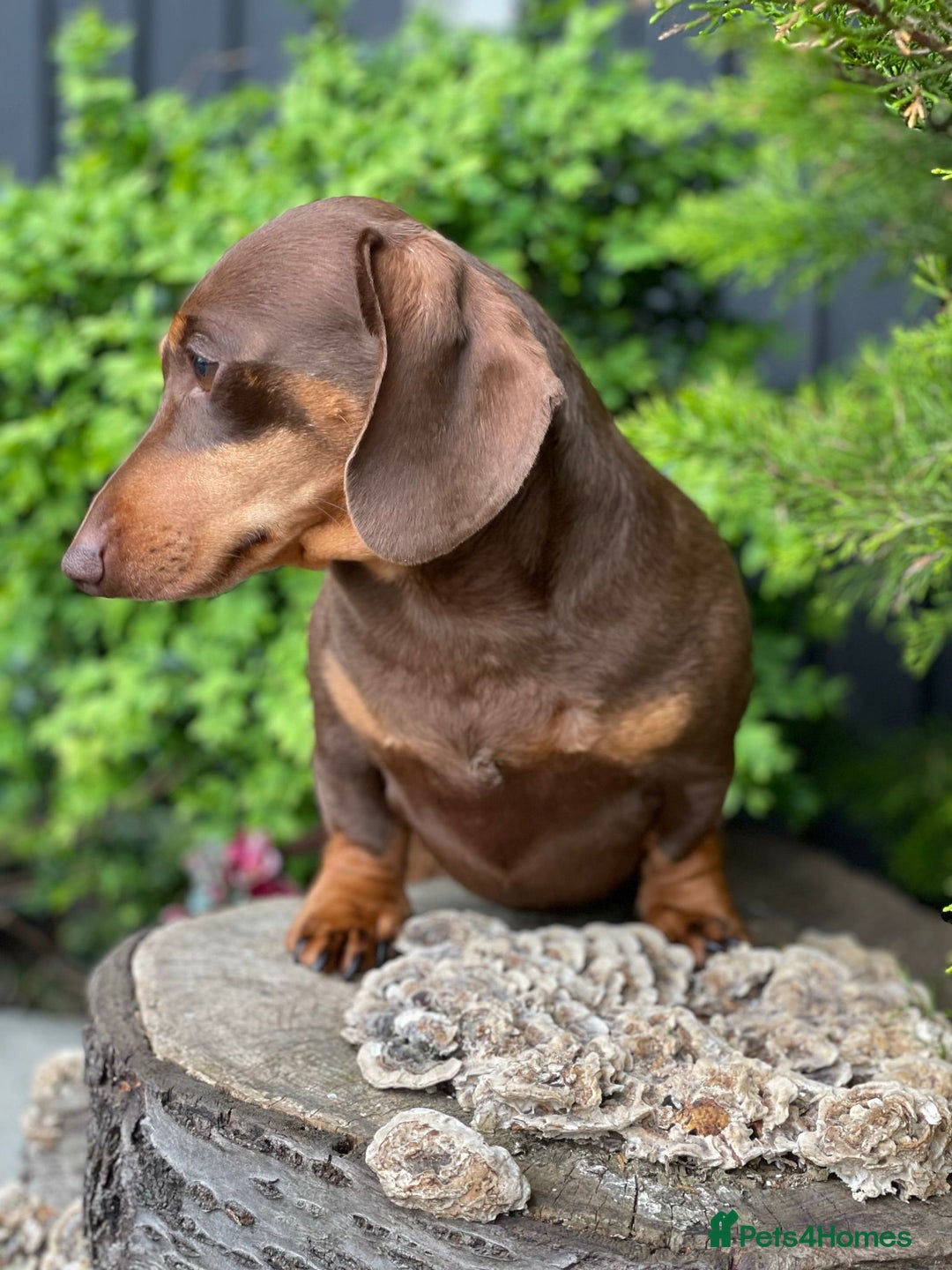 Miniature Dachshund dogs for sale: Stunning miniature dachshund puppies - Advert 15