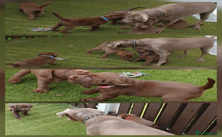 Labrador Retriever dogs - Advert 8
