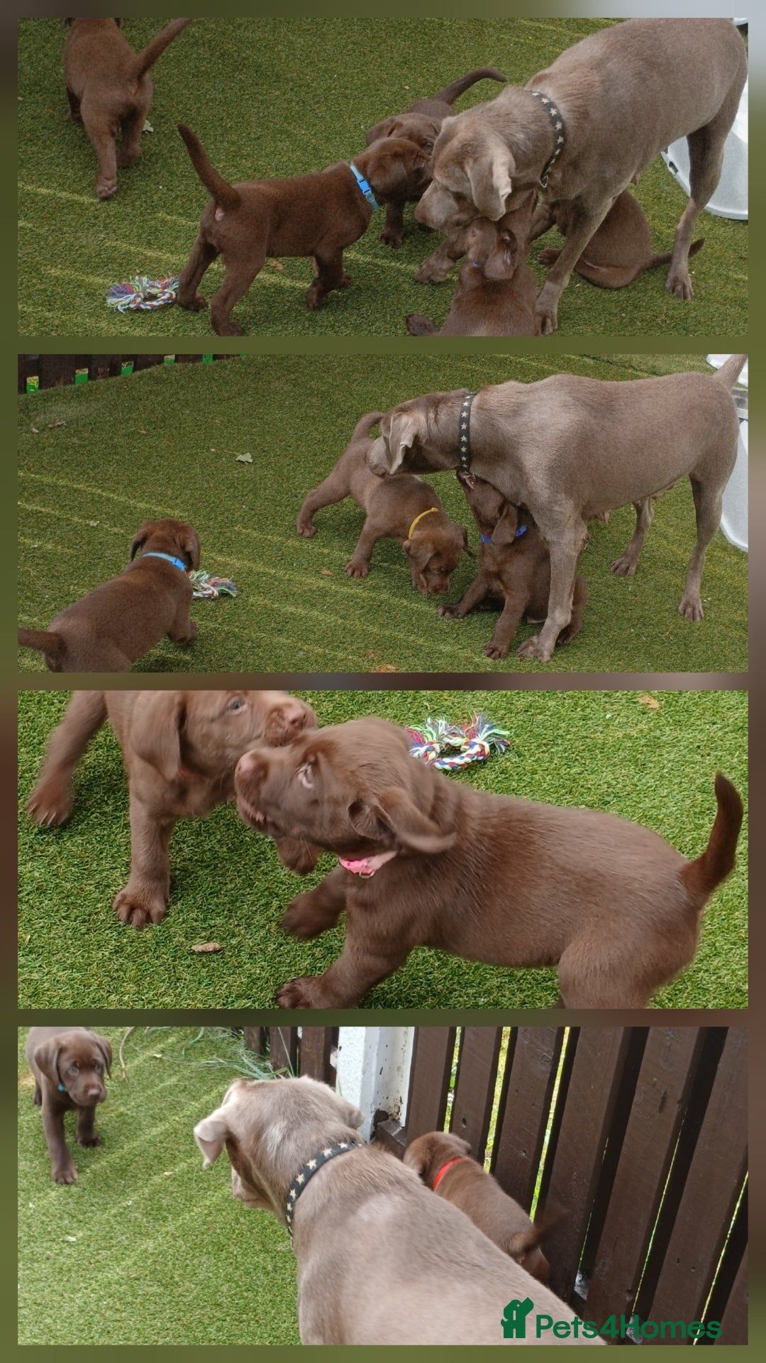 Labrador Retriever dogs for sale: Champain/chocolate puppys - Image 2