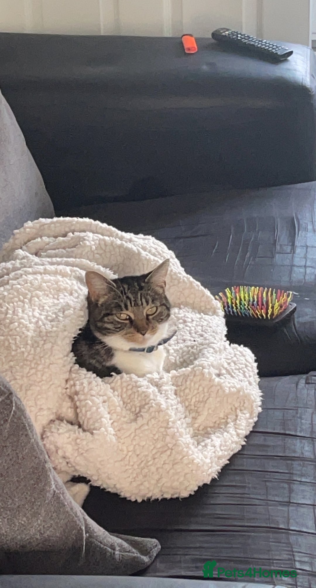 Mixed Breed cats for sale: Female cat - Advert 5