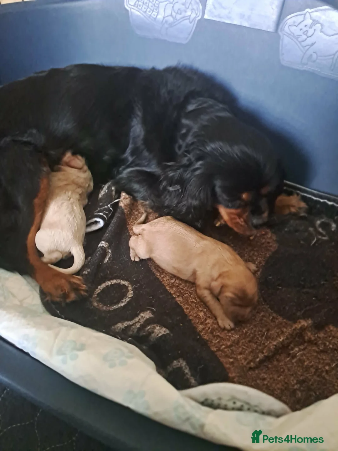 Cavapoo dogs for sale: F1 cavapoos - Advert 2