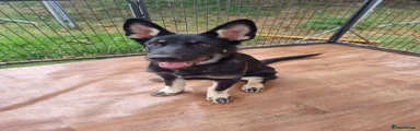 German Shepherd 1