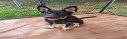 German Shepherd dogs for sale: 2 male puppies left - Advert 3