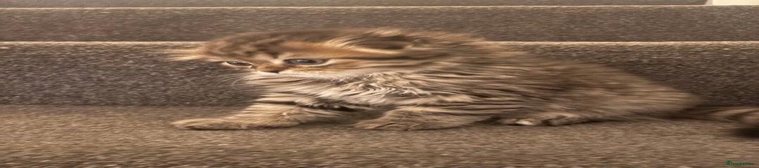 Scottish Fold Kitten 3
