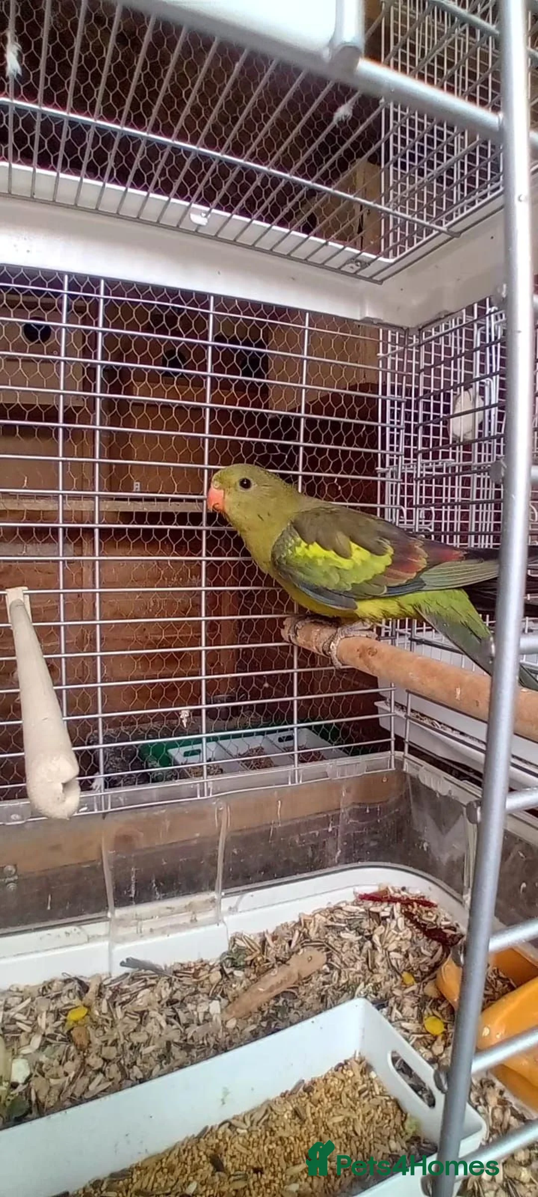 Parrots birds for sale: Regency Parrots (RockPebblers) - Advert 1
