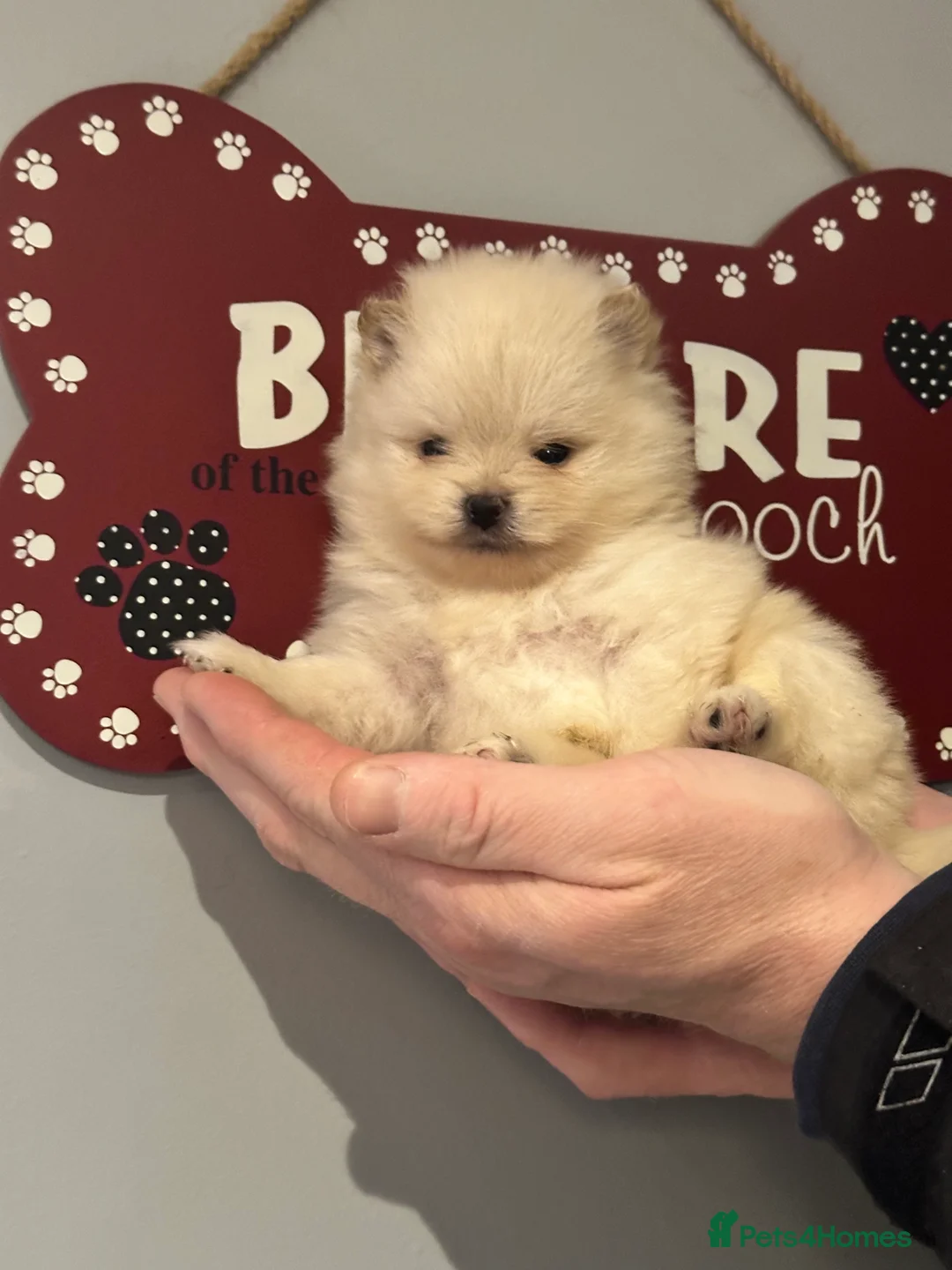 Pomeranian dogs for stud: Stunning Cream Sable boy for stud  in Prudhoe - Advert 5