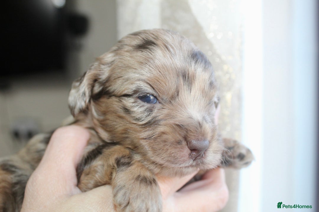 Miniature Poodle dogs for stud: Proven chocolate phantom merle mini poodle stud - Advert 13