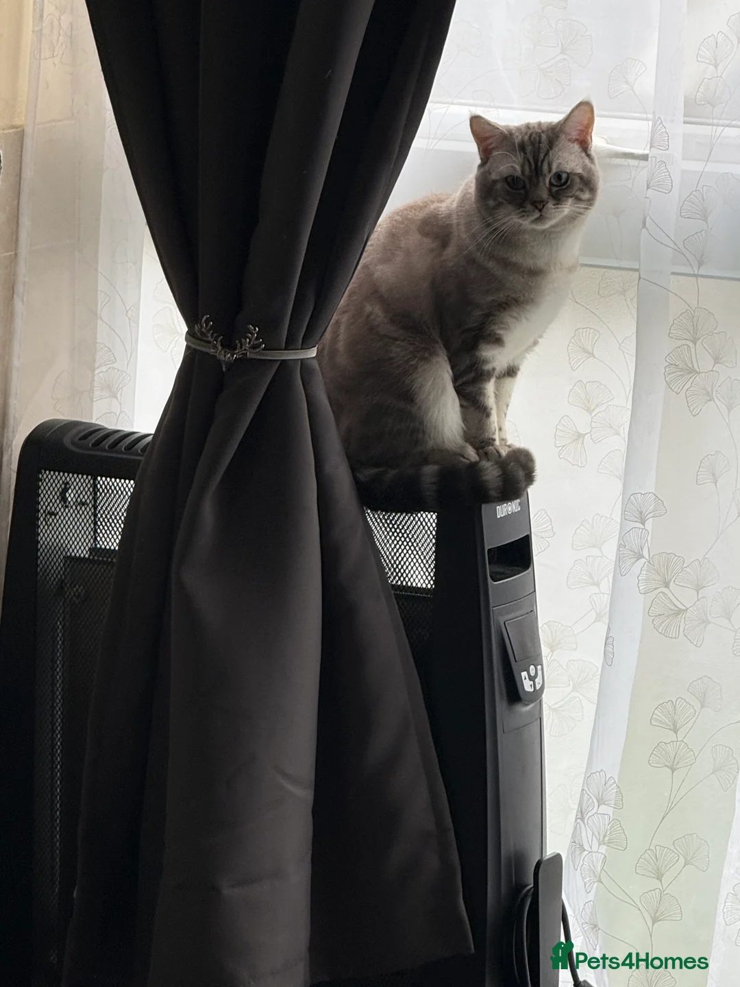 Scottish Fold cats for sale: Scottish fold / straight kittens  - Advert 13