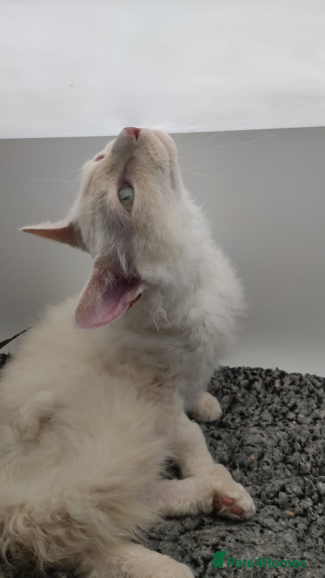 LaPerm cats for sale: Lilac point longhaired curly LaPerm kitten - Image 8