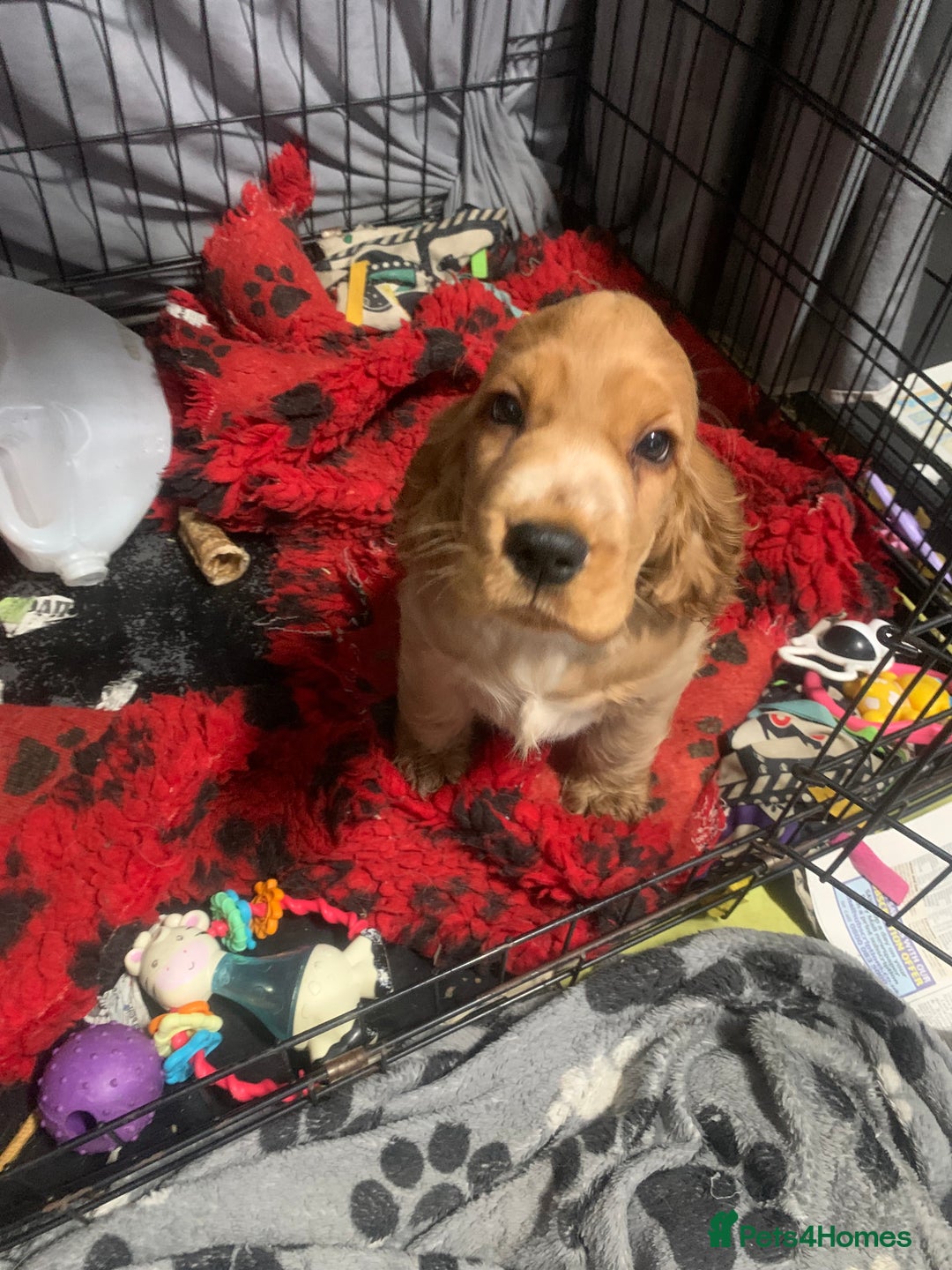 Cocker Spaniel dogs for sale: KC Registered Quality Show Type Cocker Puppies   - Advert 5