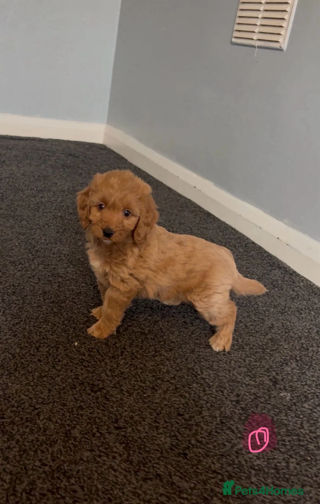 Cockapoo dogs for sale: Cockapoos  - Advert 2