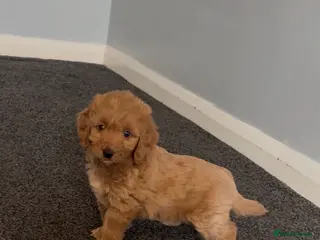 Cockapoo dogs Cockapoos - Advert 3