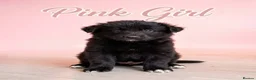 German Shepherd dogs for sale: 8 chunky long haired German shepherds puppies - Advert 18