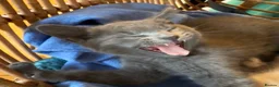 Siamese cats for sale: Siamese x Persian kittens 🐾 - Advert 17