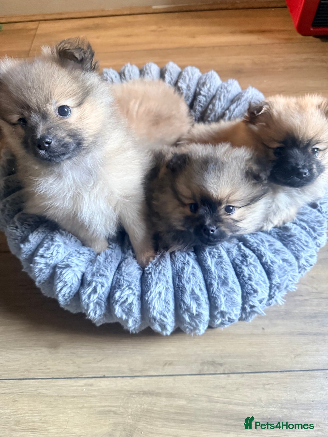 Pomeranian dogs for sale: 3 lovely girls and 1 boy Pomeranian puppies  - Advert 7