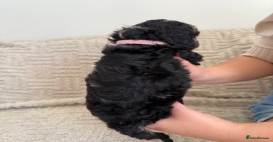 Cockapoo dogs - Advert 13