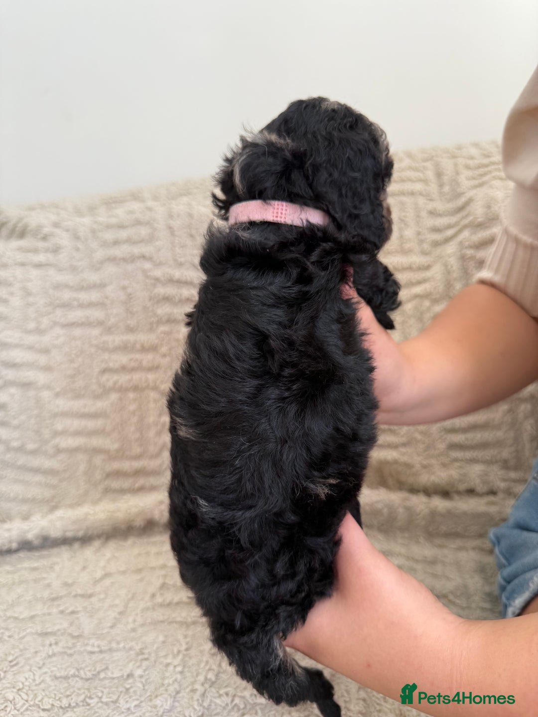 Cockapoo dogs for sale: Stunning F1B Merle Cockapoo Puppies!!!! - Image 11