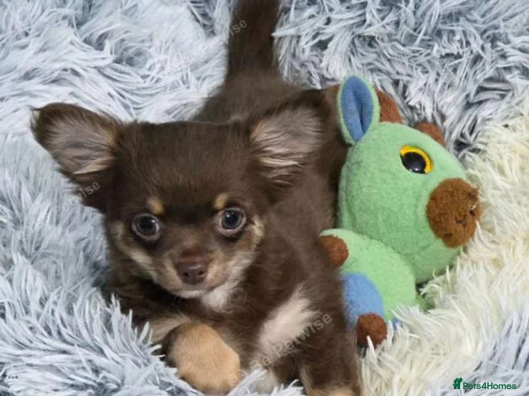 Chihuahua dogs for sale: Long coated Chihuahua  - Advert 2