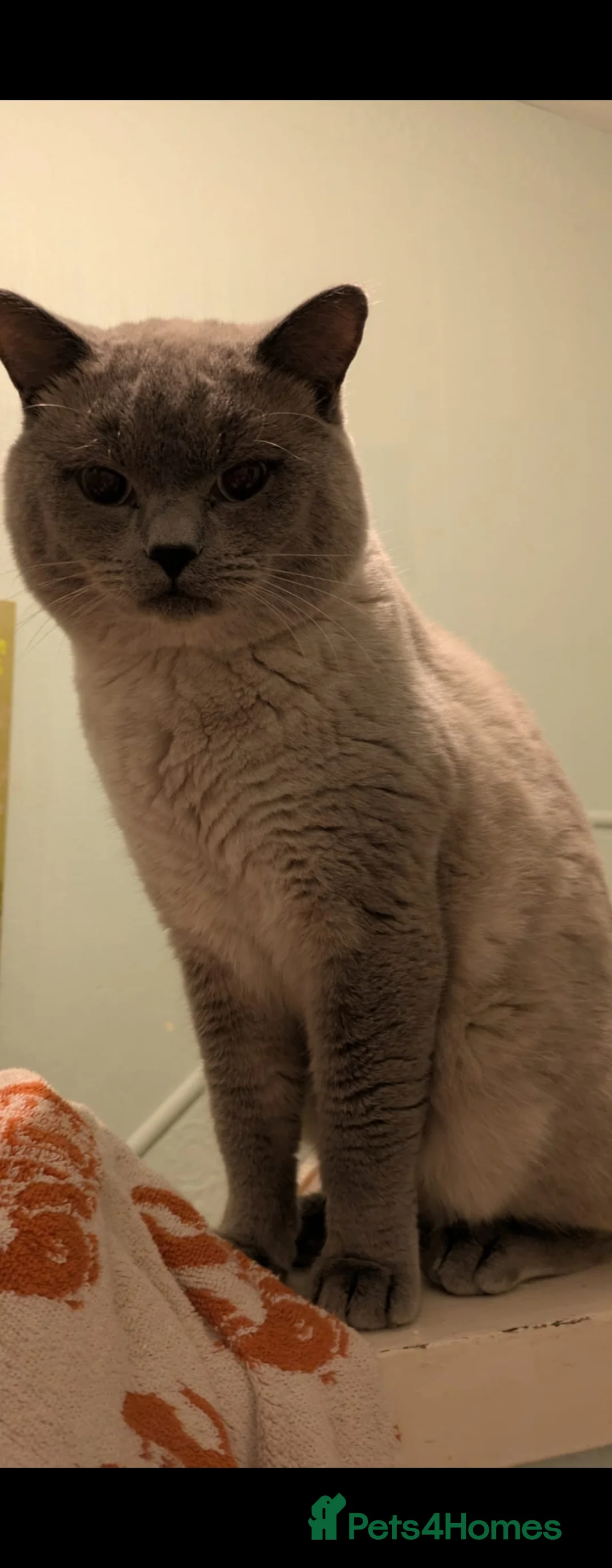 British Shorthair cats for sale: 2 male British short-hair cats  - Advert 6