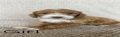 Jackapoo 4