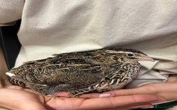 Quail poultry for sale: Three female quail - Image 3