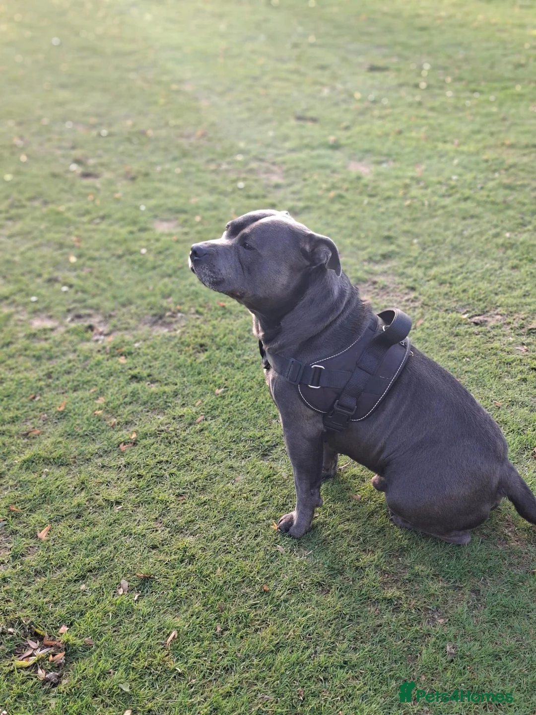 Staffordshire Bull Terrier dogs for stud: Staffordshire bull terrier for stud Thor! - Advert 5