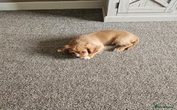 Cavalier King Charles Spaniel dogs for sale: Beautiful Cavellier Puppies Essex in Rayleigh - Image 6