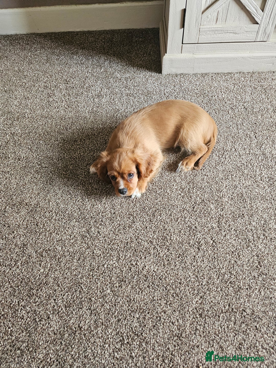 Cavalier King Charles Spaniel dogs for sale: Beautiful Cavellier Puppies Essex in Rayleigh - Image 6