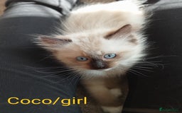Ragdoll cats for sale: Purebred Ragdolls - Image 7