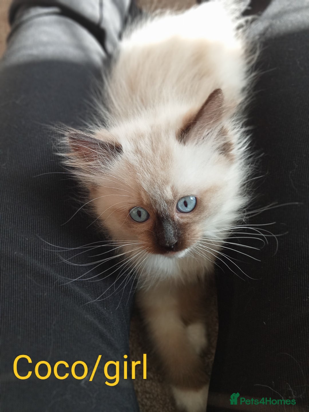 Ragdoll cats for sale: Purebred Ragdolls - Image 7