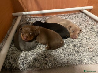 Miniature Dachshund dogs Kc Reg smooth hair miniature dachshund - Advert 4