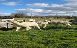 Alpaca livestock for sale: 3 Male Alpacas  - Image 3