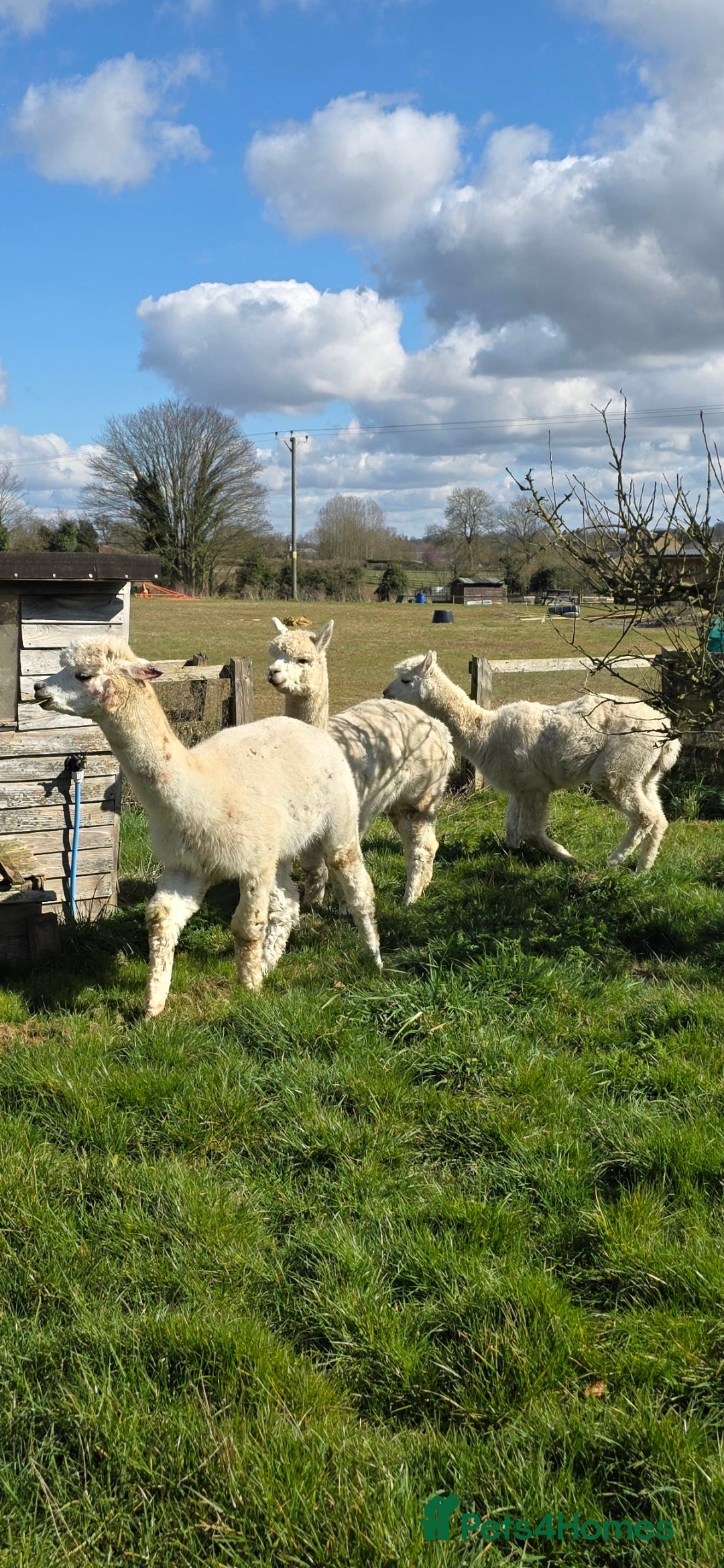 Alpaca livestock for sale: 3 Male Alpacas  - Image 3