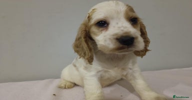 Cocker Spaniel dogs - Advert 14