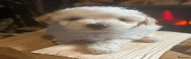 Maltipoo 3