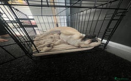Chihuahua dogs for sale: Chihuahua  - Image 1