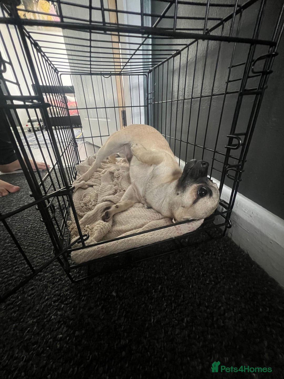 Chihuahua dogs for sale: Chihuahua  - Image 1