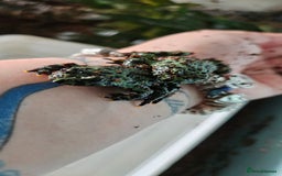 Frog reptiles for sale: 2 male oriental fire belly toads  - Image 5