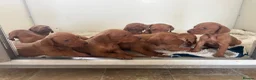 Hungarian Vizsla dogs for sale: 9 KC registered Hungarian Vizla puppies - Advert 25
