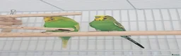 Budgerigars birds for sale: 2 budgies  - Advert 6