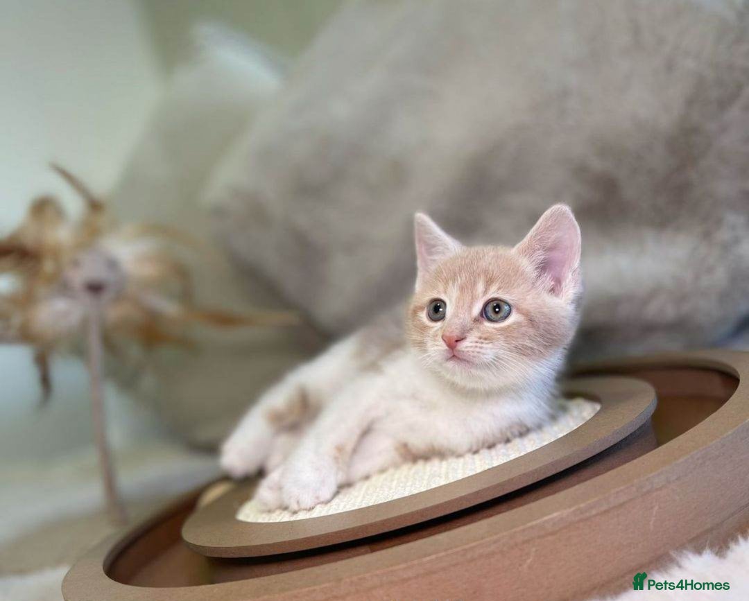 Mixed Breed cats for sale: Kitten for sale  - Advert 1