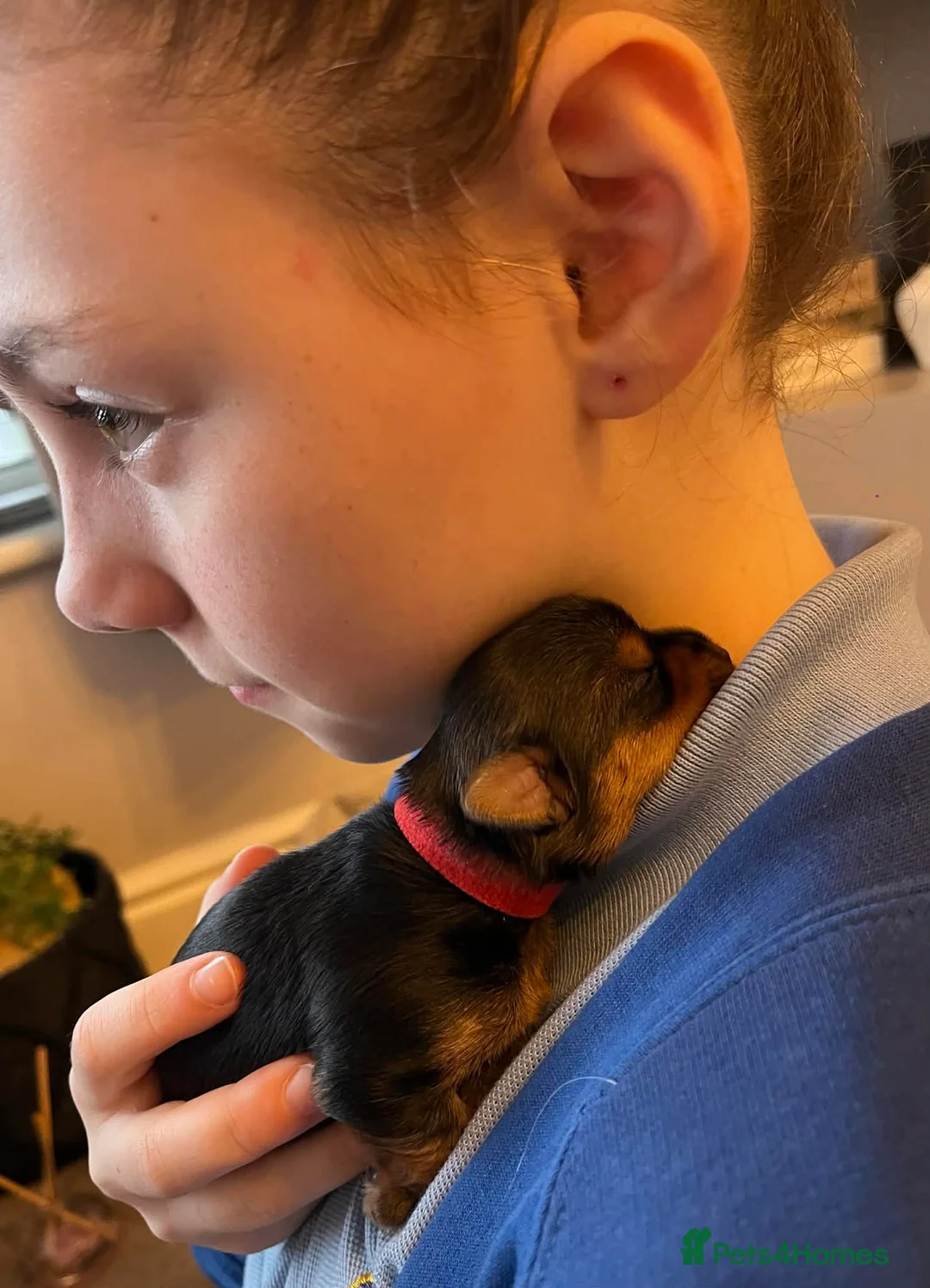 Yorkshire Terrier dogs for sale: Gorgeous playful mini yorkies - Advert 2