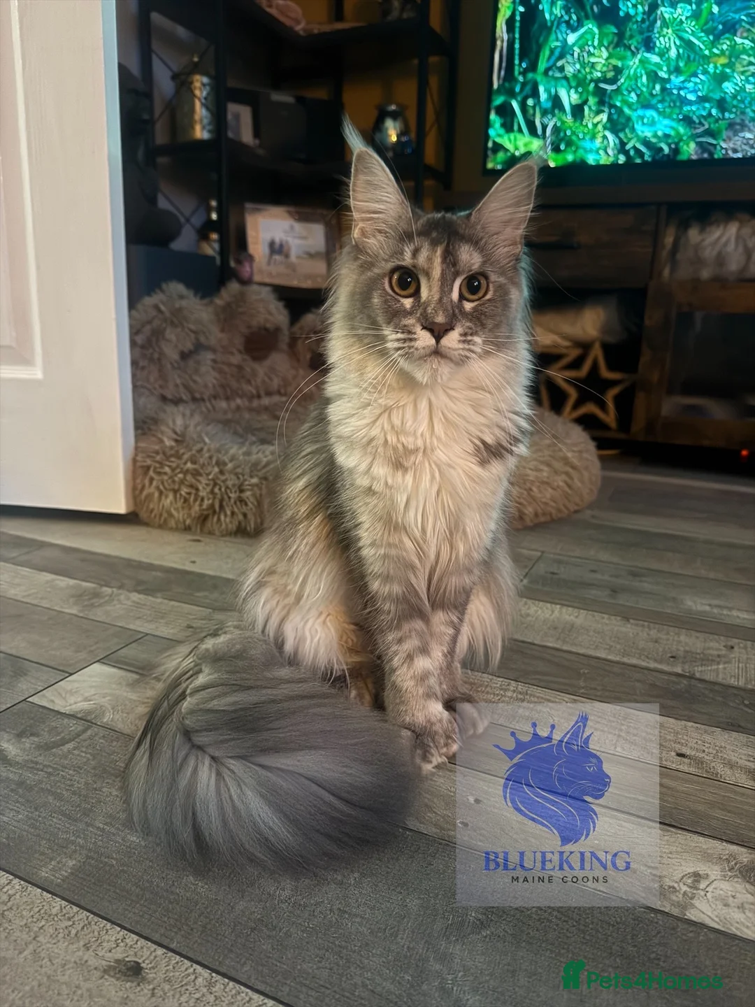 Maine Coon cats for sale: 👑 Stunning pedigree Maine coon kittens 👑  - Advert 1