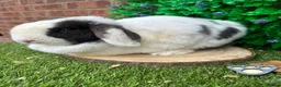 Mini Lop rabbits for sale: Mini Lop Girls Looking for Forever Homes 💛 - Advert 3