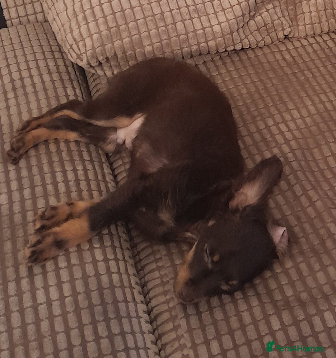 Russian Toy Terrier dogs for sale: Purebred Russian Toy long-haired - Image 20