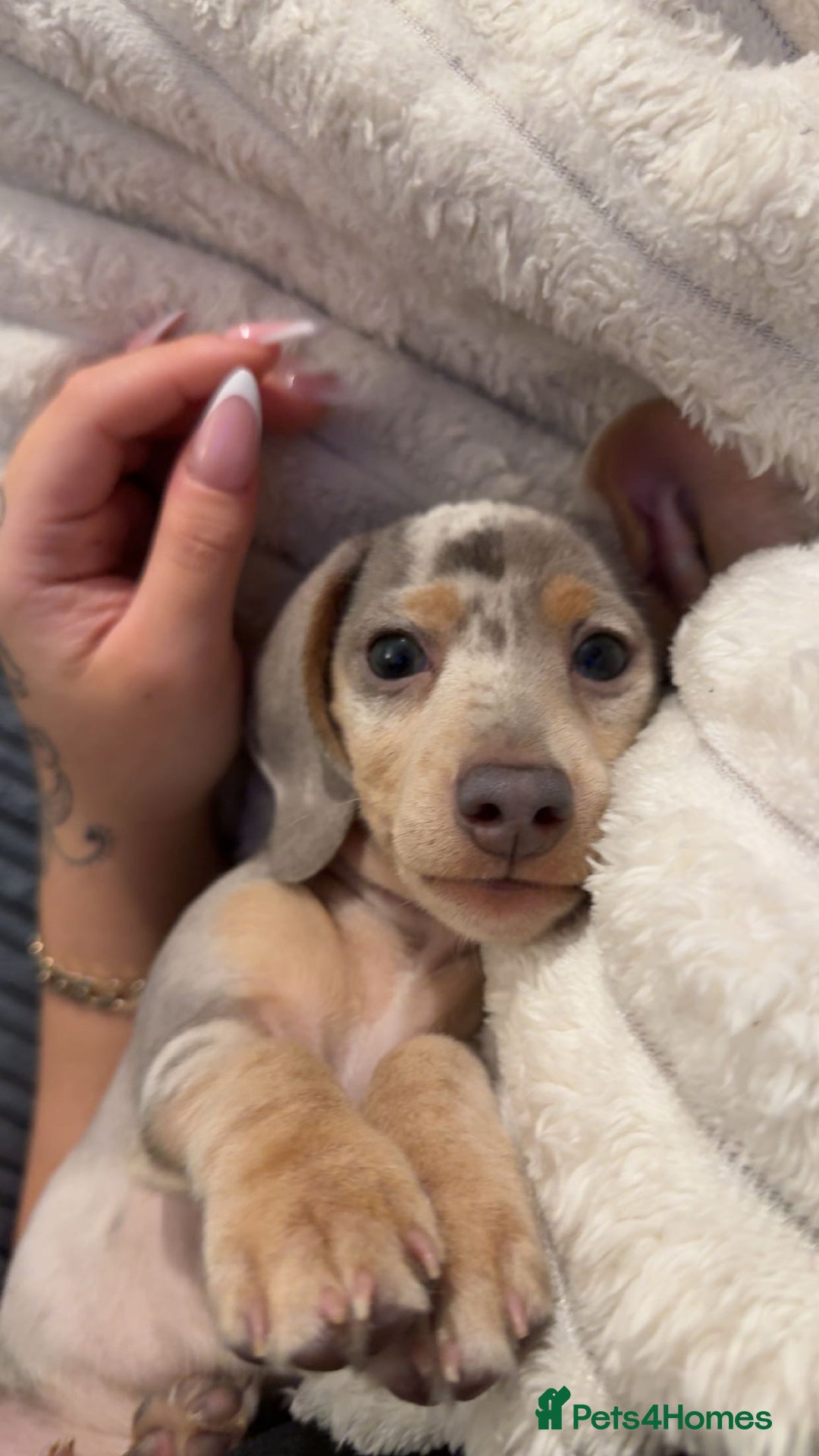 Miniature Dachshund dogs for sale: Miniature dachshund - Advert 4