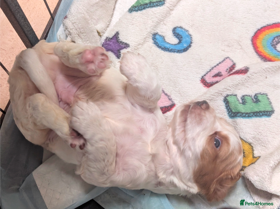 Cocker Spaniel dogs for sale: Working cocker spaniels  - Image 2
