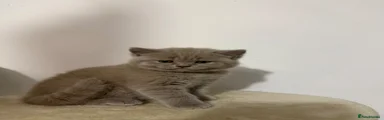 British Shorthair 2