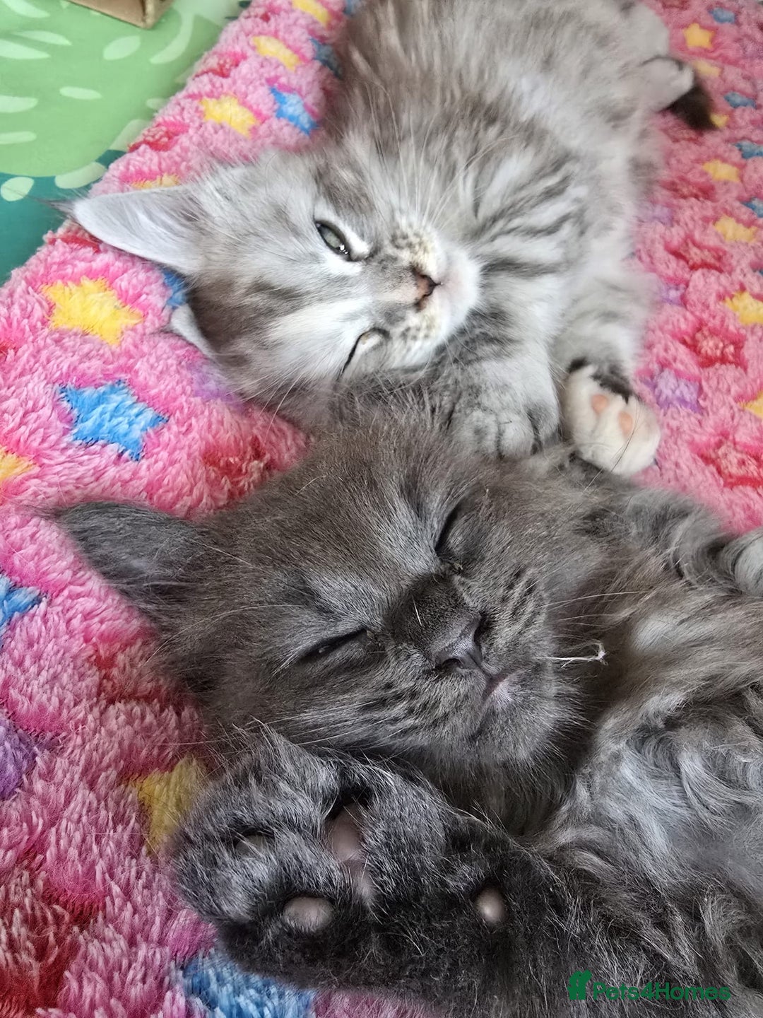 Maine Coon cats for sale: TICA Registered Maine Coon Kittens - Image 9