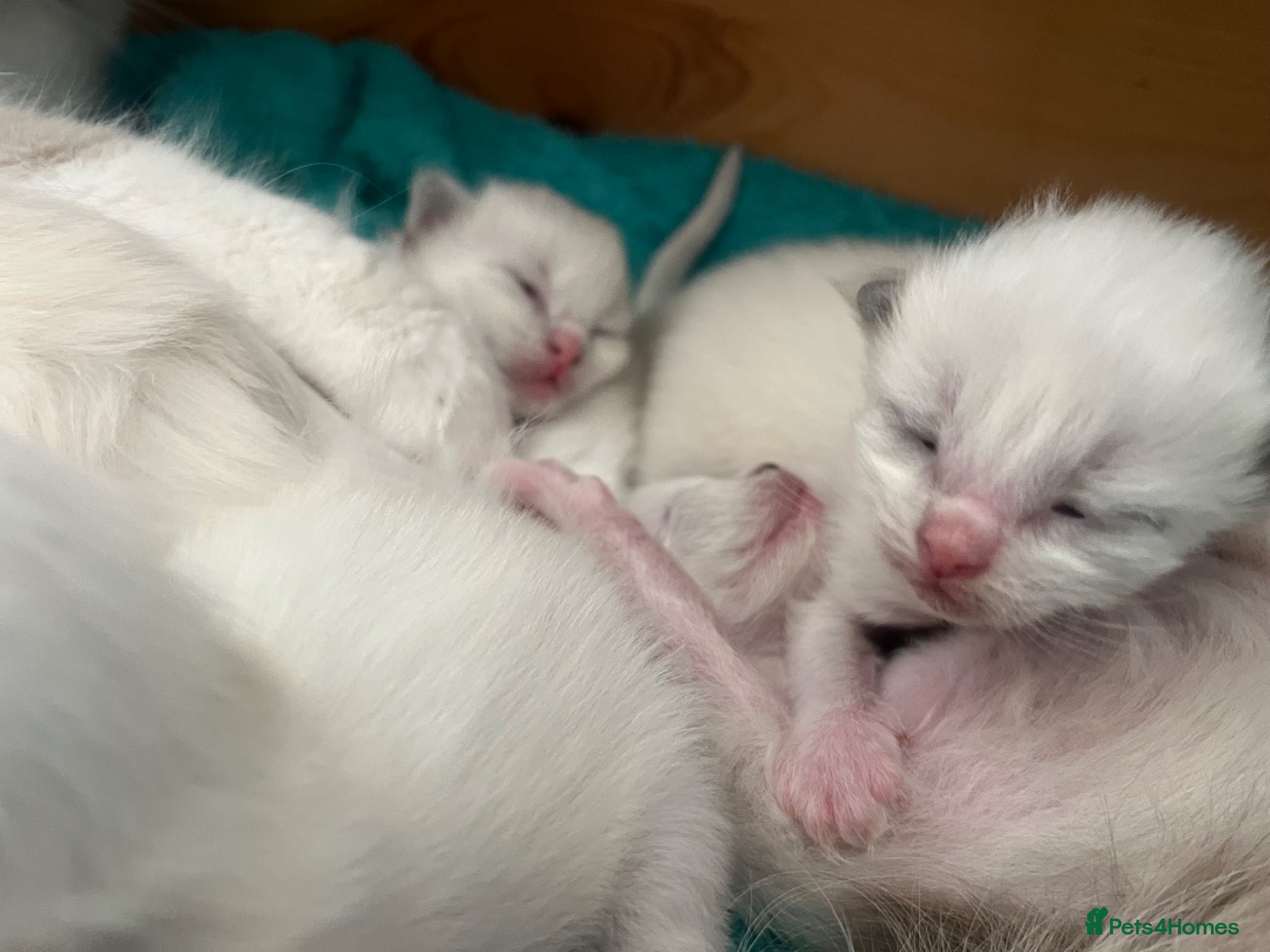Ragdoll cats for sale: Beautiful blue pure ragdoll kittens - Advert 10